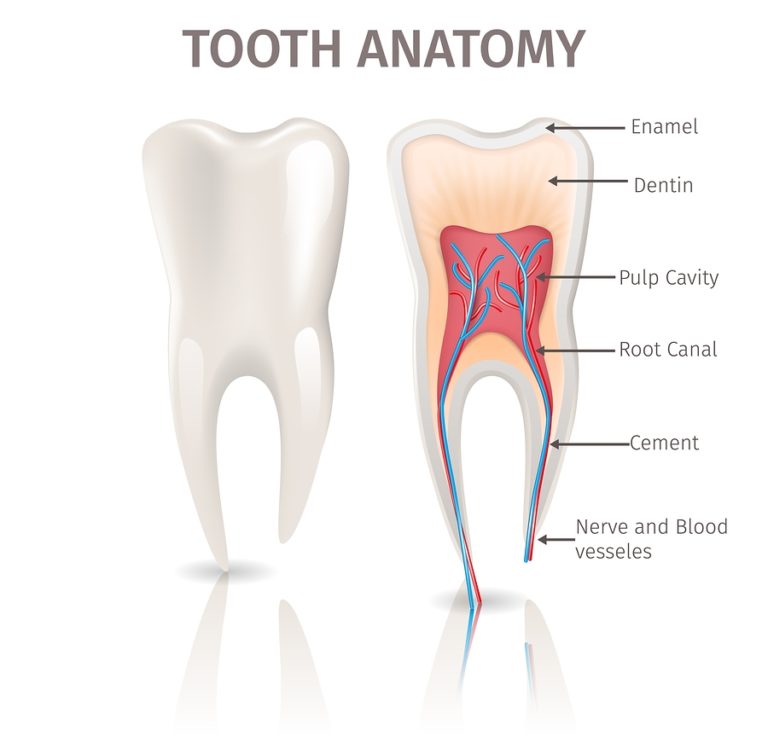 Evo root canal. The Pulp cavity. Cement of the Tooth illutration.